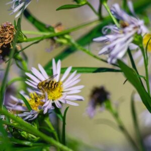 Insecticides Naturels