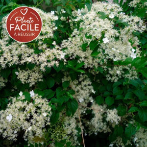 Hortensia grimpant ‘Petiolaris’ – Hydrangea anomala – 90/120cm – 3L