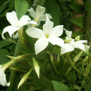Jasmin blanc officinal – jasminum officinalis – 90/120cm – 3L