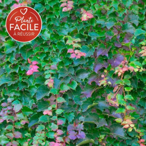Vigne vierge tricuspidata ‘Veitchii Robusta’ – Parthenocissus tricuspidata – 90/120cm – 3L