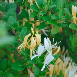 Chèvrefeuille du Japon ‘Hall’s Prolific’ – lonicera japonica halliana – 90/120cm – 3L
