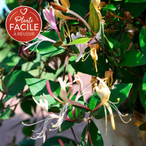 Chèvrefeuille du Japon ‘Chinensis’ – lonicera chinensis – 90/120cm – 3L
