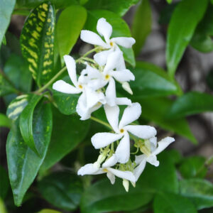 Jasmin étoilé – trachelospermum jasminoides