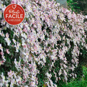 Clématite ‘Mayleen’ – clematis montana – 90/120cm – 3L