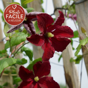 Clématite ‘Burning Love’ Vitiwester – clematis viticella – 90/120cm – 3L
