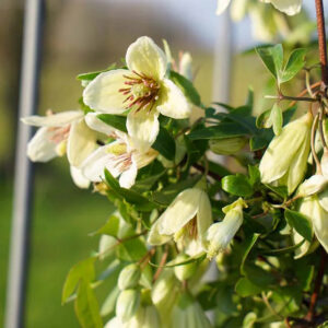 Clématite de No√´l ‘Christmas Surprise ?’ clematis cirrhosa – 90/120cm – 3L