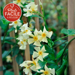 Jasmin étoilé jaune – trachelospermum asiaticum – 90/120cm – 3L