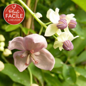 Akébie ‘Silver Bells’ – akebia quinata – 90/120cm – 3L