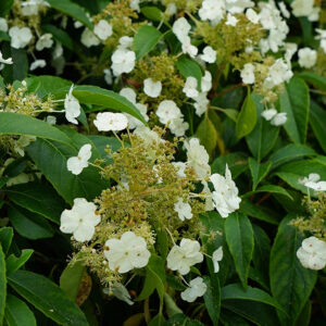 Hydrangea “seemanii” – Hydrangea seemanii – 90/120cm – 3L