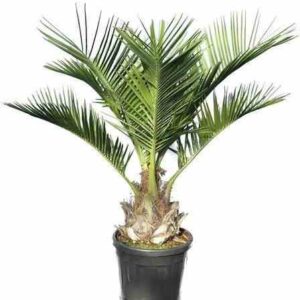 Jubaea chilensis (Cocotier du chili, palmier à miel, palmier à vin) spécimen Pot de 2 litres – 15/20 cm